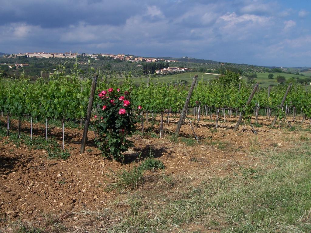 Agriturismo La Carlina Villa Magliano in Toscana Eksteriør billede